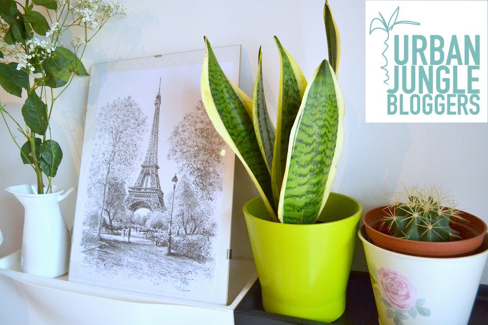 THE PEPPERMINT LAND Green corner in my house