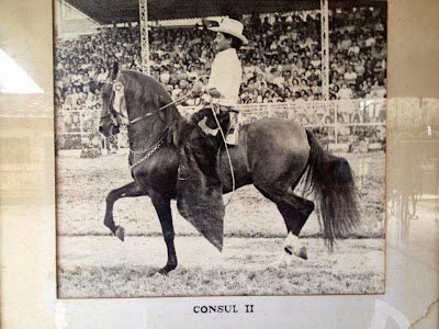 CABALLOS COLOMBIANOS