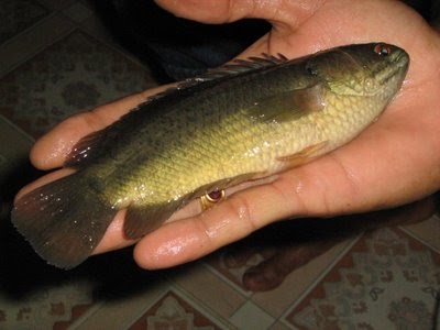 Kebaikan Bela Ikan Puyu Dalam Rumah Kebaikan Bela Ikan Puyu Dalam Rumah