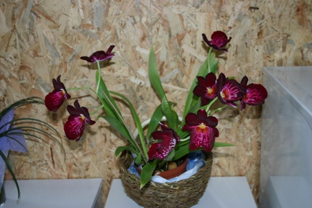 non dimentichiamo le piante grasse che in bagno stanno pi che bene e regalano a primavera dei fiori bellissimi e coloratissimi creando nel vostro bagno