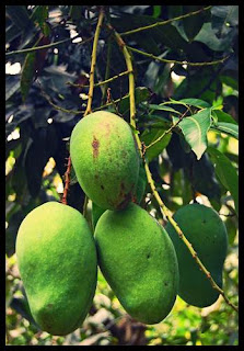 mangga arumanis mangga arumanis