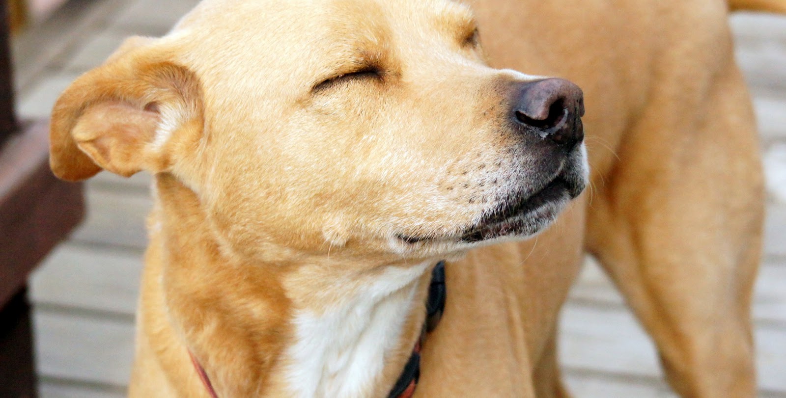 Epimers Why do dogs have a good sense of smell?