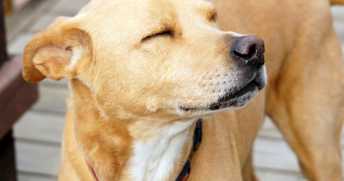 Epimers Why do dogs have a good sense of smell?