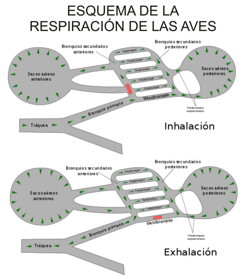 Animales y Animales » Animales Mamíferos - fotos de animales mamiferos y aves