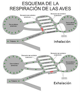 Esquema de la respiración de las aves - Fauna Iberica - Fauna Española - http://spanishfauna.blogspot.com.es Esquema de la respiración de las aves - Fauna Iberica - Fauna Española - http://spanishfauna.blogspot.com.es