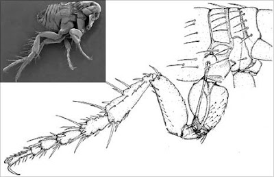 http://2.bp.blogspot.com/-UmCfSvzBR_E/TVUKOMhDs8I/AAAAAAAAC5Q/VPWKHRRic4k/s1600/_51177425_flea-leg_compound.jpg