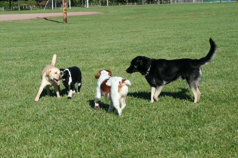 cabana and seamus on large green field with english springer spaniel and brittany spaniel, english spaniel is biting cabana's face in play