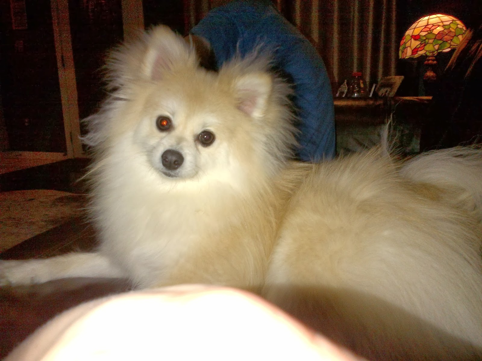 Little Dogs vs. Big Dogs The Ruff Life