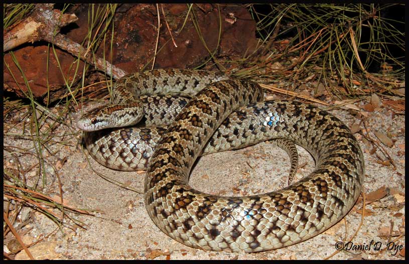 NonPoisonous Snakes of Florida Phillip's Natural World