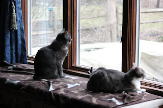 Two cats looking out the window.