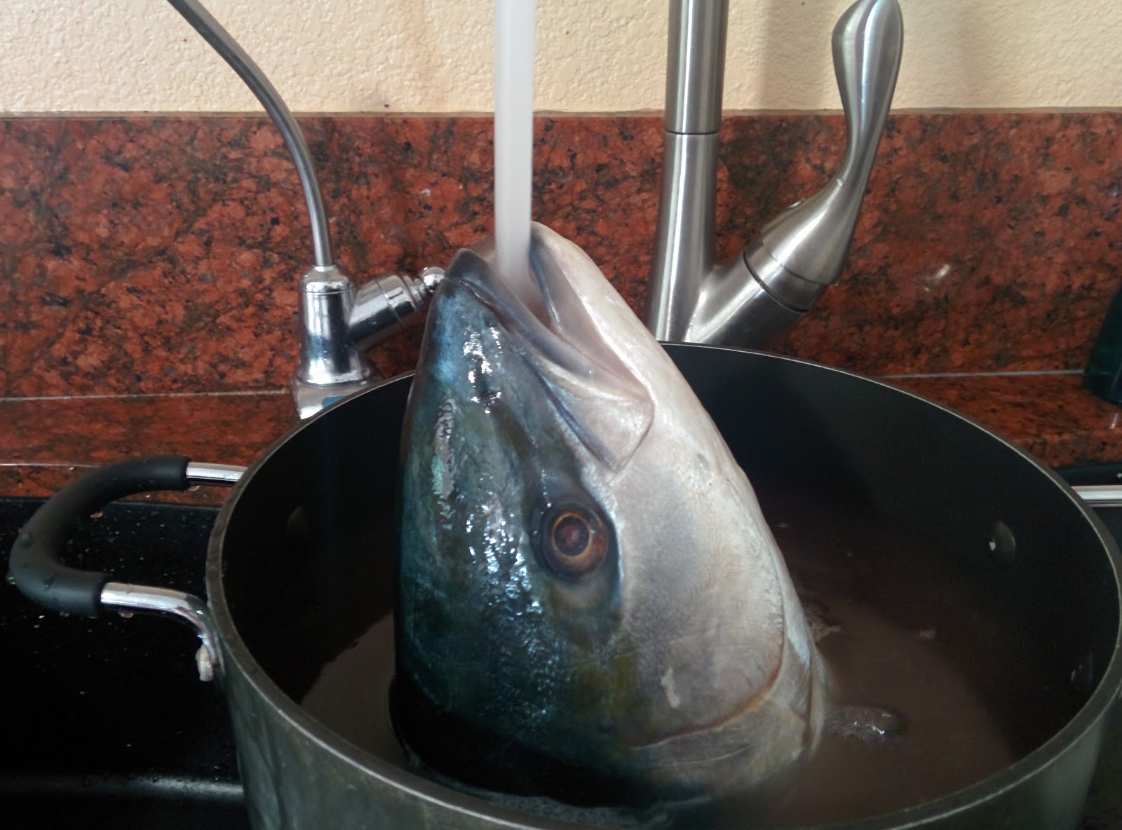 Adventure With Ika The Fish Head Story From Undip Tembalang To