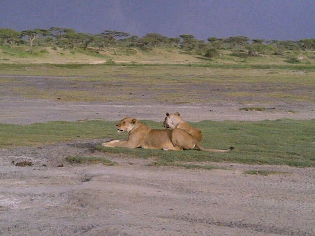 Serengeti National Park Ndutu