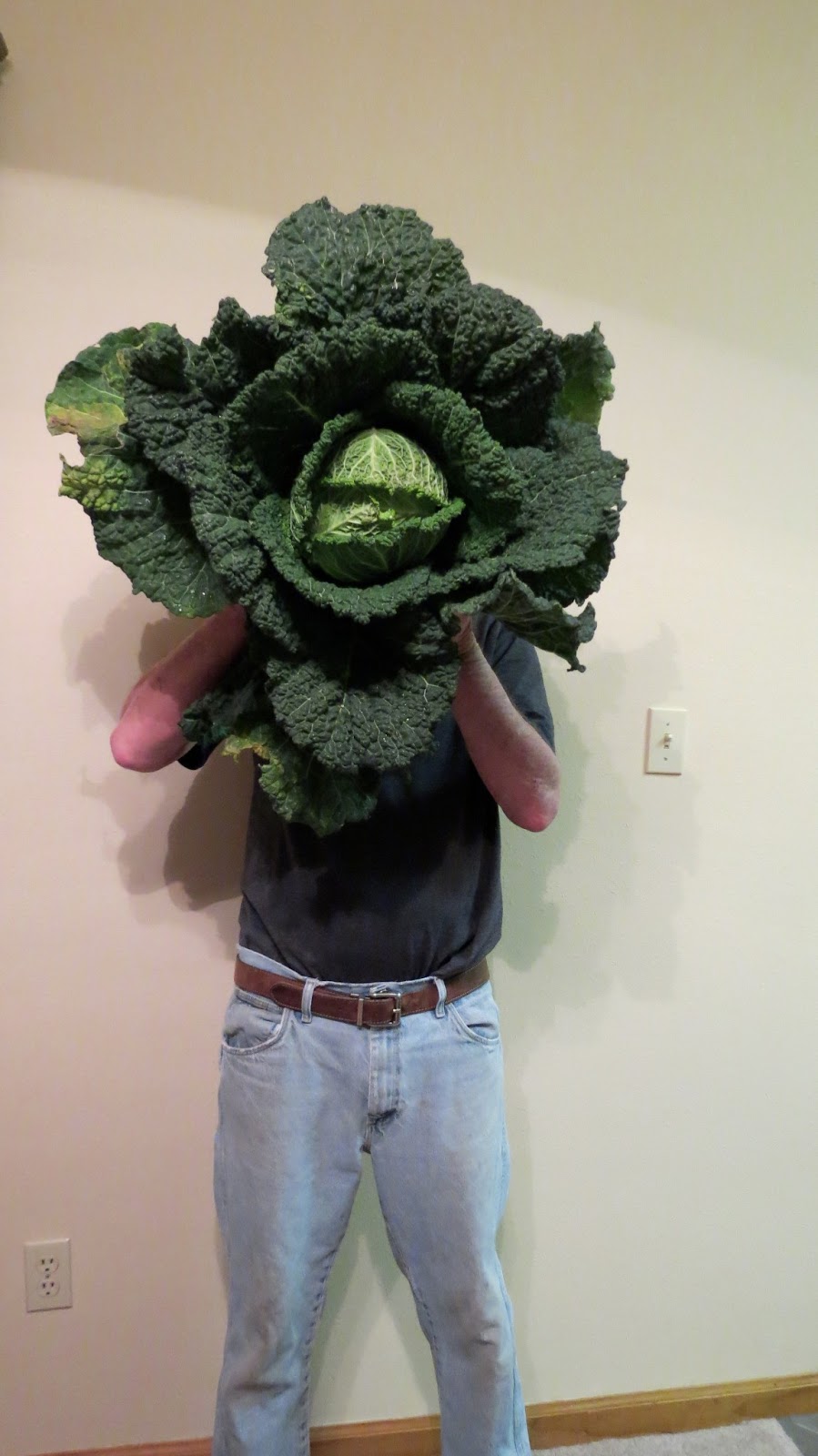 Our Nature Cabbage Head