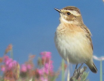 Saxicola rubetra