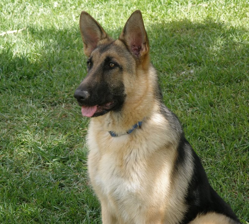 Carmelita and Teddy pups