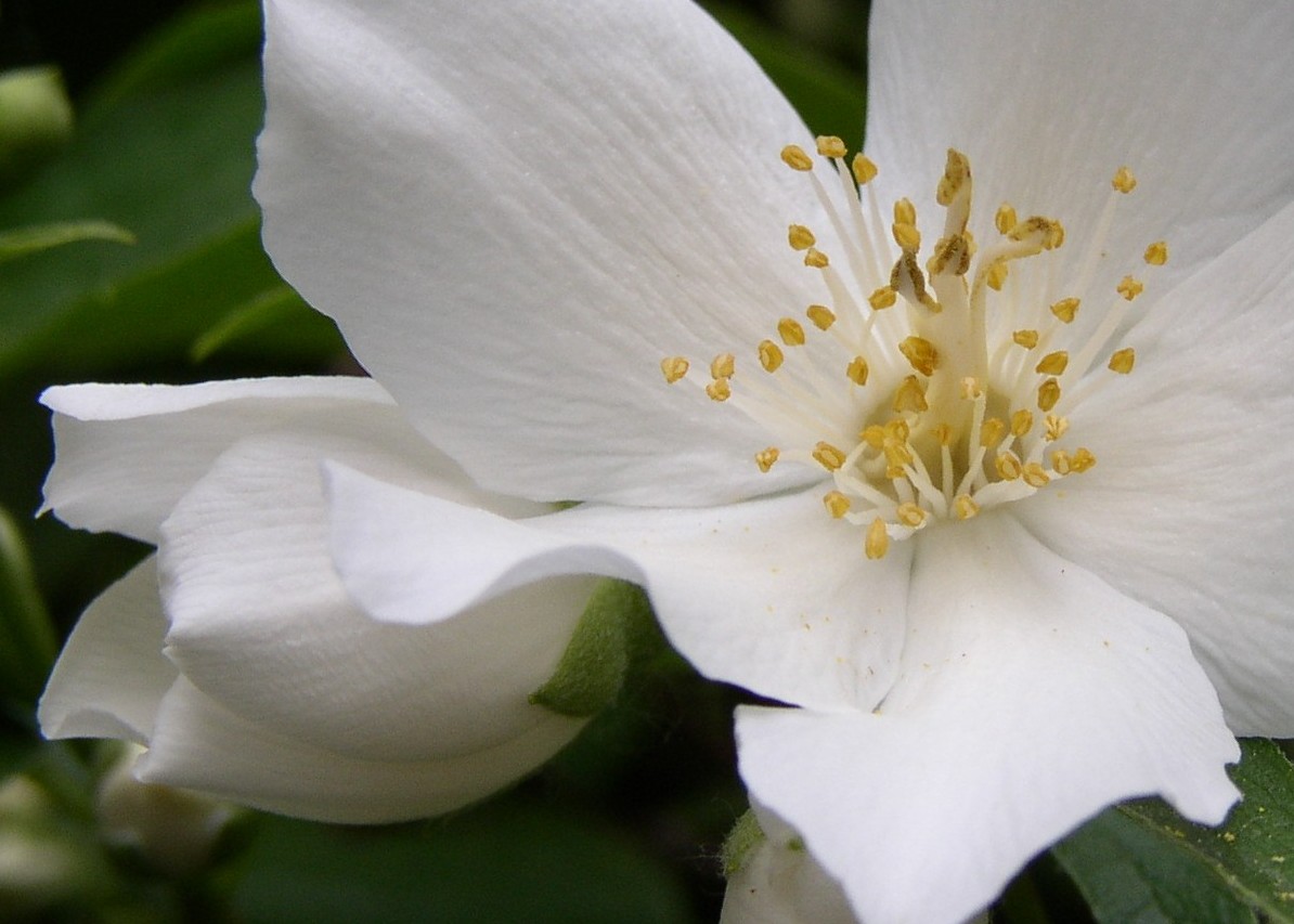 PlantPostings Plant of the monthMock Orange