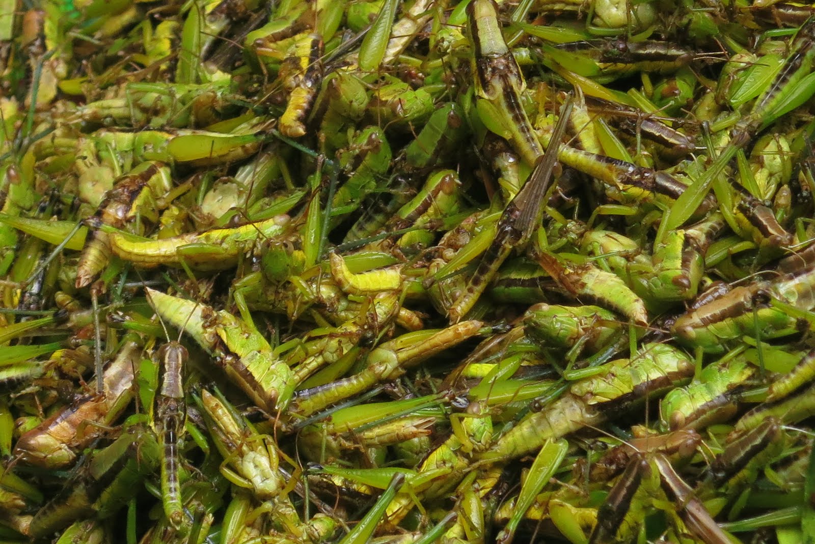 Lisa Noms! Eat insects, save the world Locusts Highway 4