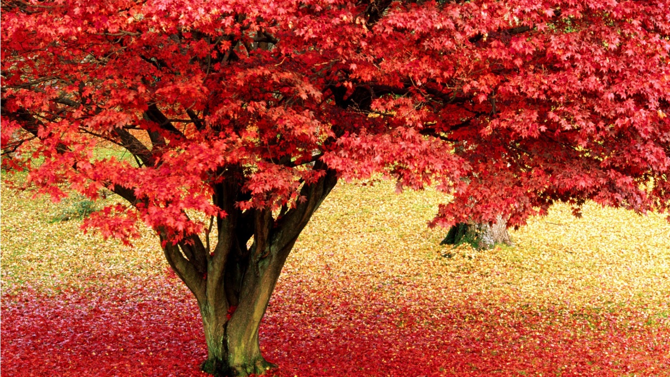 http://2.bp.blogspot.com/-UoZBfweclUs/UMEArTyMEMI/AAAAAAAAMHI/4D_VjGaTWeg/s1600/red-leaves-on-a-tree-desktop-wallpaper.jpg
