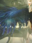 turquoise crowntail