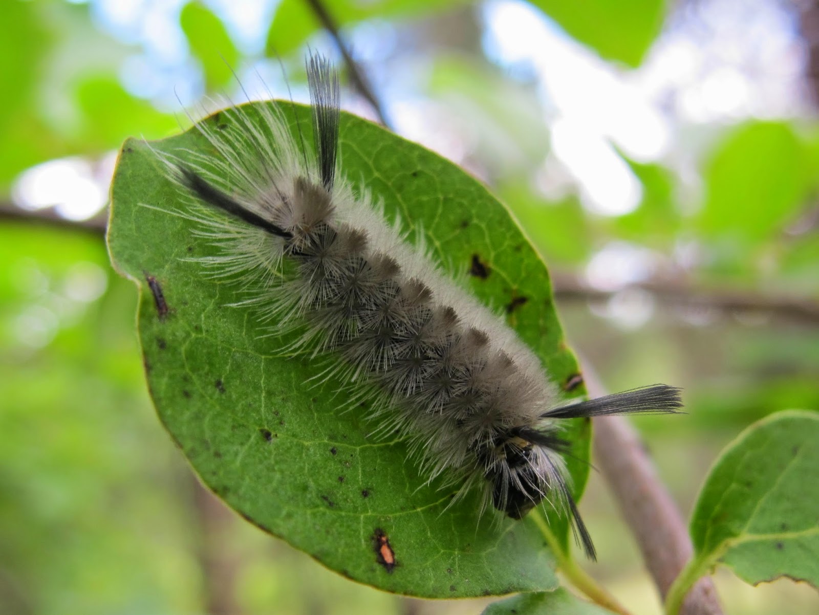 live blue caterpillar