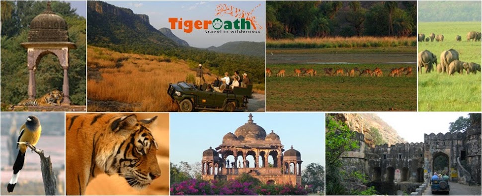 India Wildlife Tour Packages - Wildlife Safaris India, Tiger safaris India, Wildlife Tours