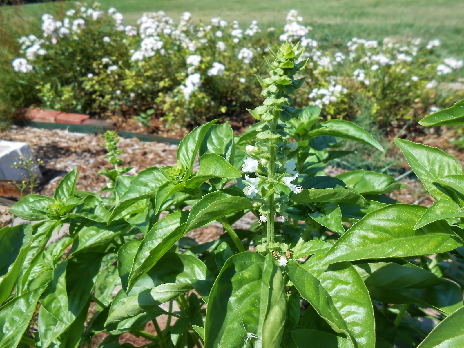 Windy Acres Diary How to Cut Basil