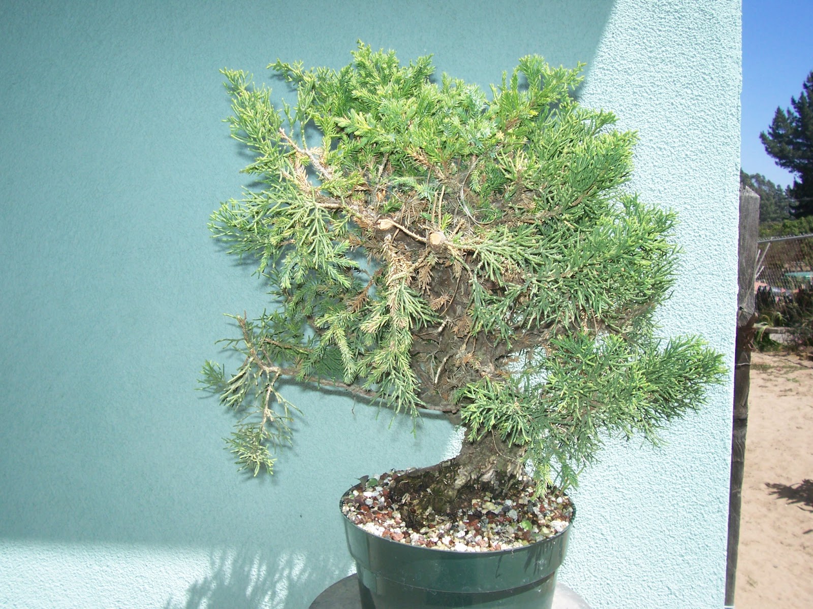 What's happening at Muranaka Bonsai Nursery Wiring a San Jose Bonsai