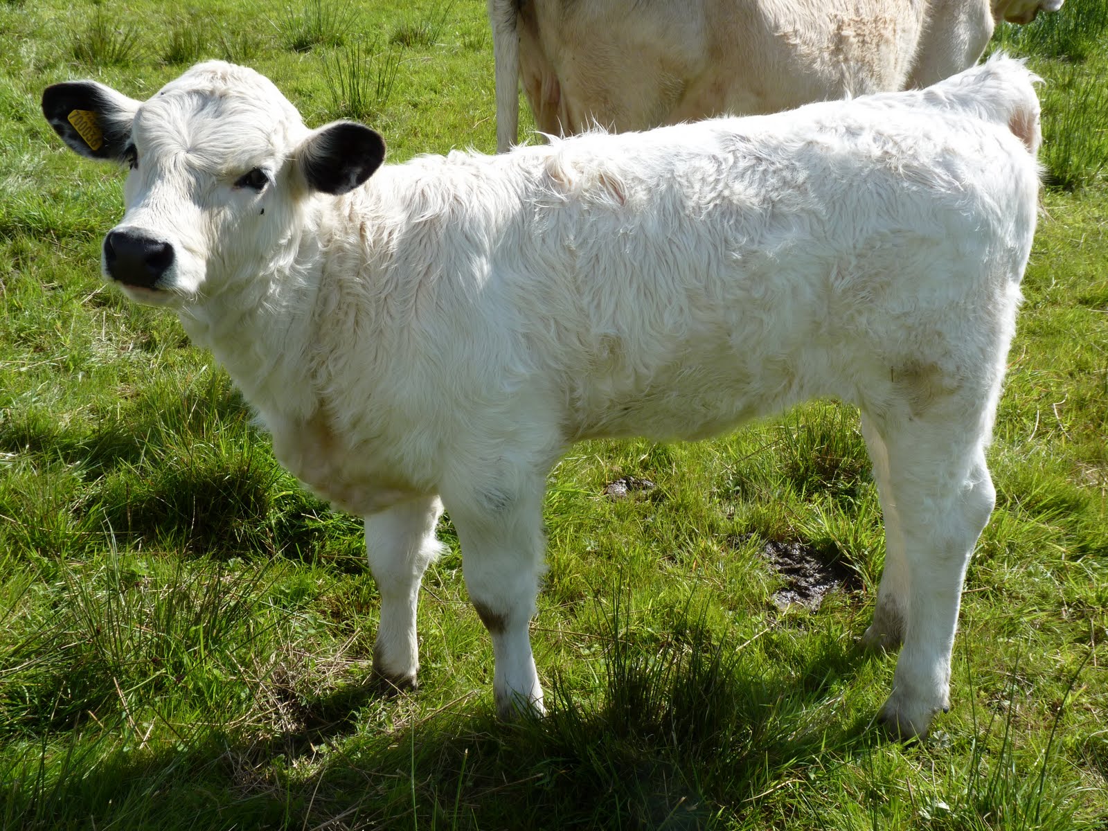 TEILO WHITE PARK CATTLE NEW CATTLE ADDITIONS. 7 SEPTEMBER 2011