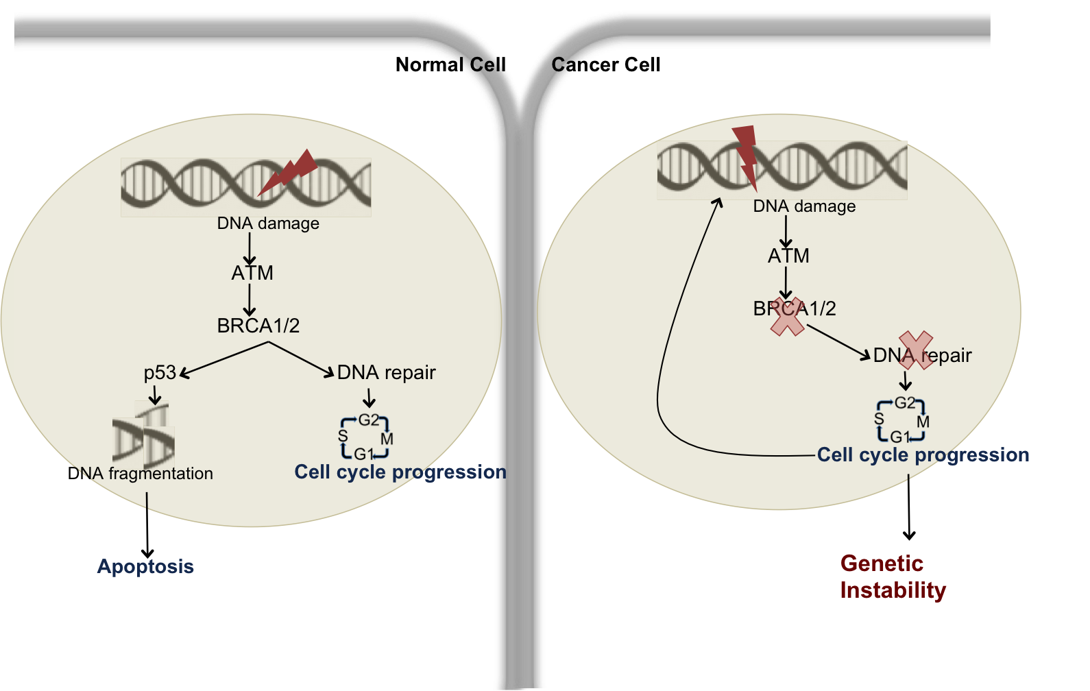 spike protein dna damage spike protein dna damage
