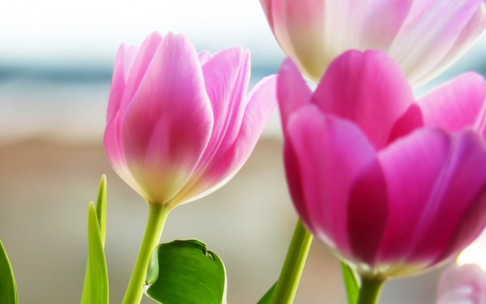 Flores wallpapers - Fondos de pantallas de Flores: Fondos de Tulipanes