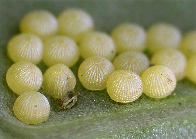 Charlie's moths of Calderdale. NOCTUIDS 2081 2179.