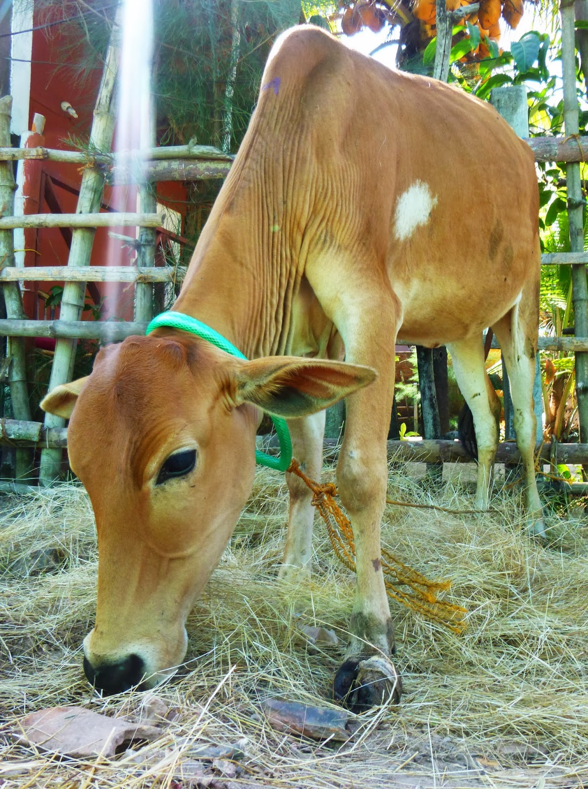 Indien Psychologie Und Eine Reise Von Mumbai Nach Trivandrum 2013