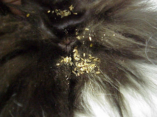 Can Toxoplasmosis Be Treated In Dogs Can Toxoplasmosis Be Treated In Dogs