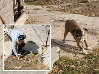 Teddy has grown, but has a weird front right leg Teddy has grown, but has a weird front right leg