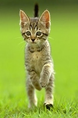 Free Funny Wallpapers For Cell Phones thumb