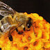 Bagaimana Proses Lebah Membuat Madu?