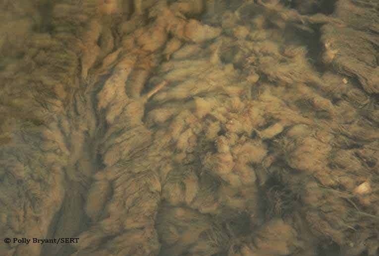 Kingston University Biodiversity Action Group retired 23022015