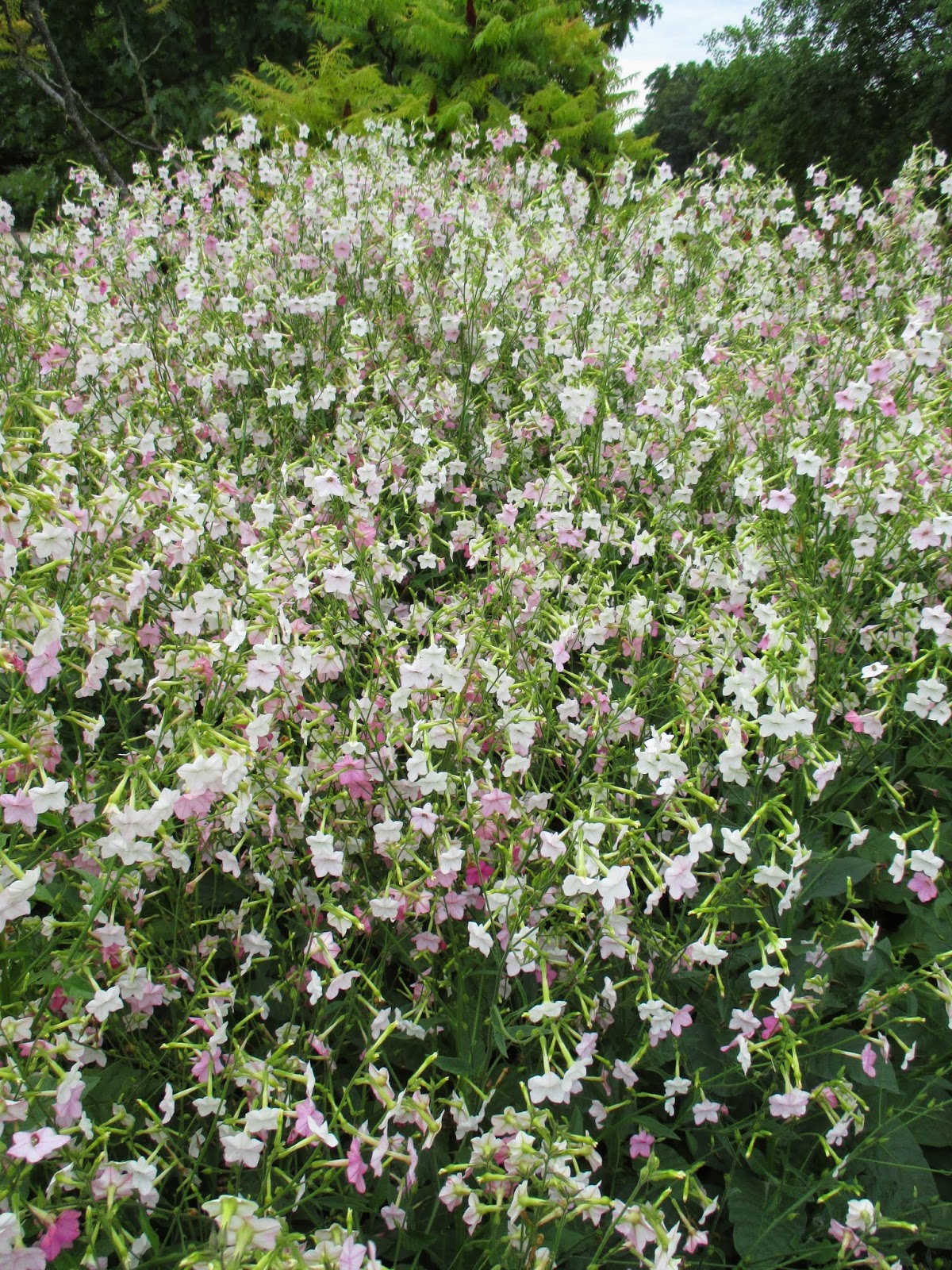 Butterflies Of Singapore Favourite Nectaring Plants 2