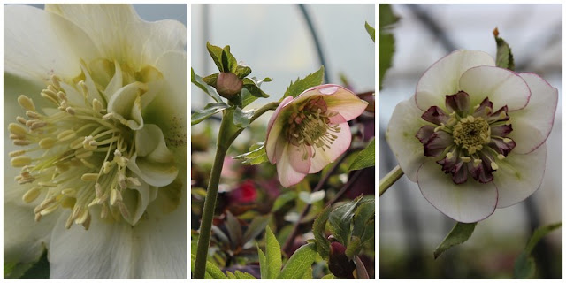 påskeklokke, helleborus påskeklokke, helleborus