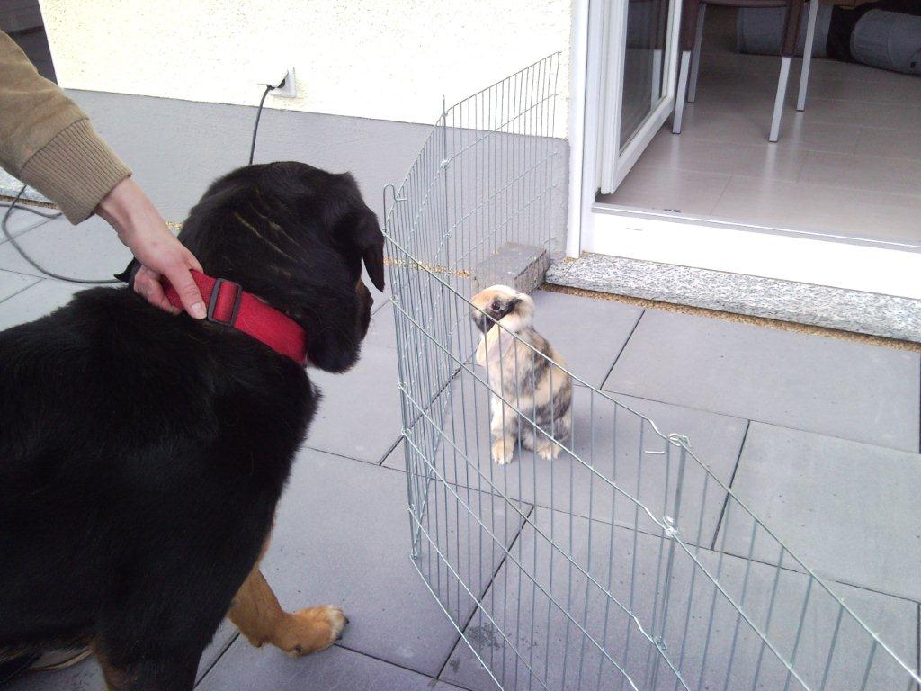 Hausbau Hurth Fischenich 2011 2012