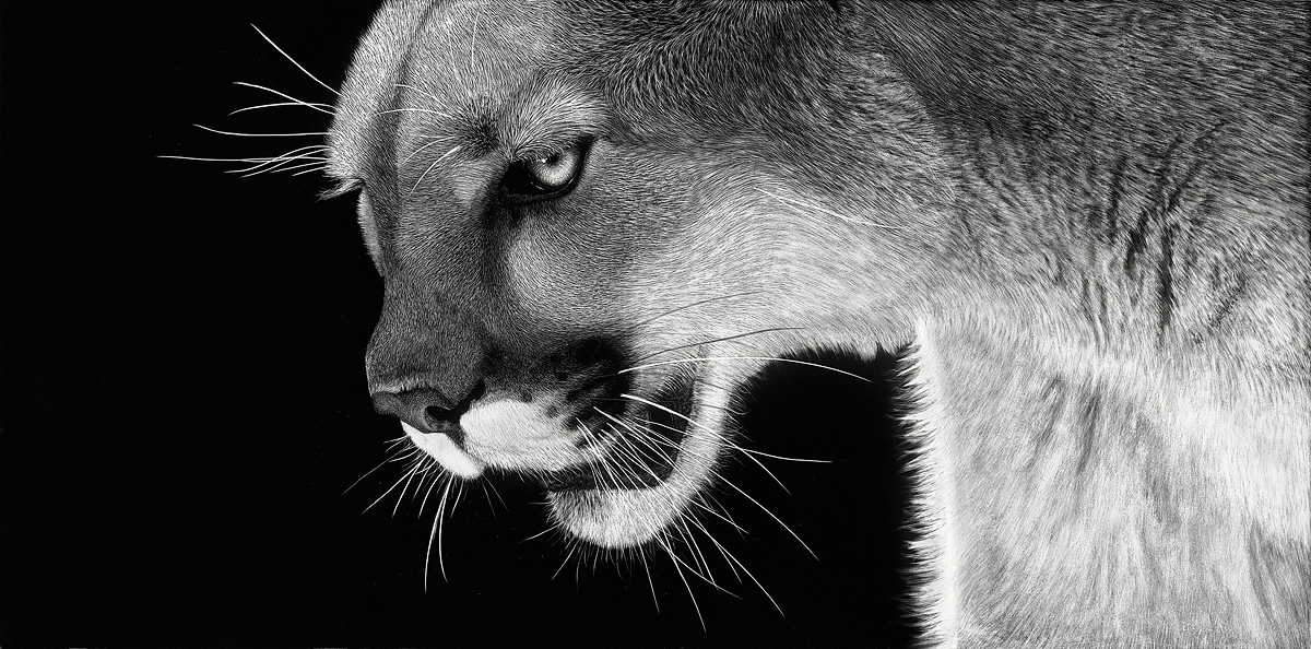 Society of Animal Artists The International Society of Scratchboard