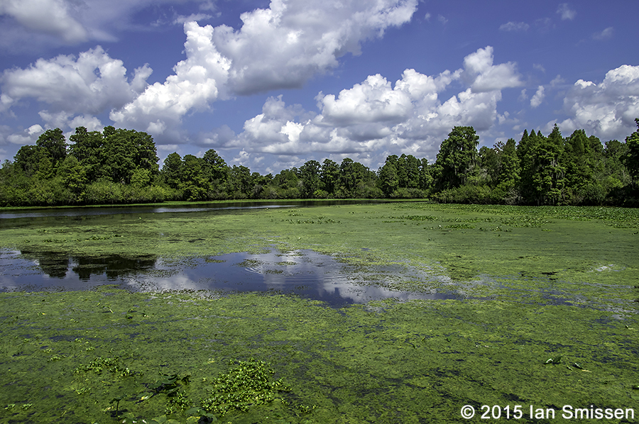 A passion for birds... Lettuce Lake Park, Tampa Florida