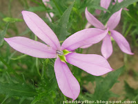 Isotoma axillaris