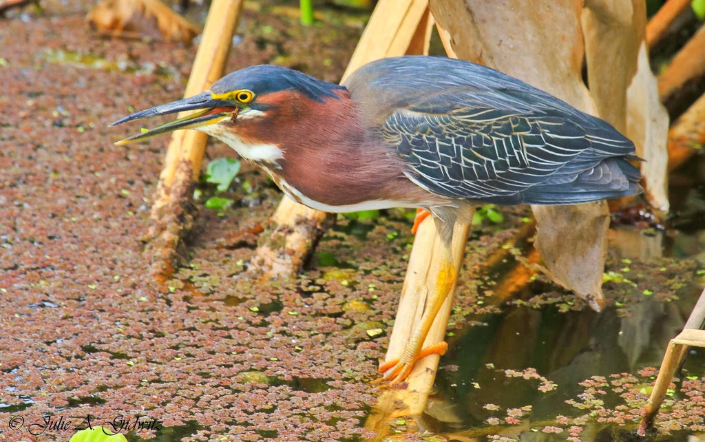 Birding Is Fun! The Birds of Celery Fields