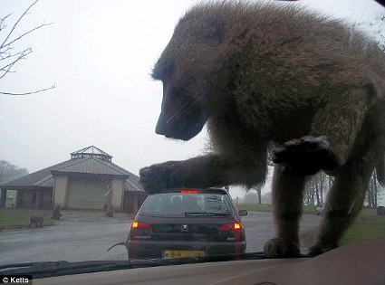 giant baboon