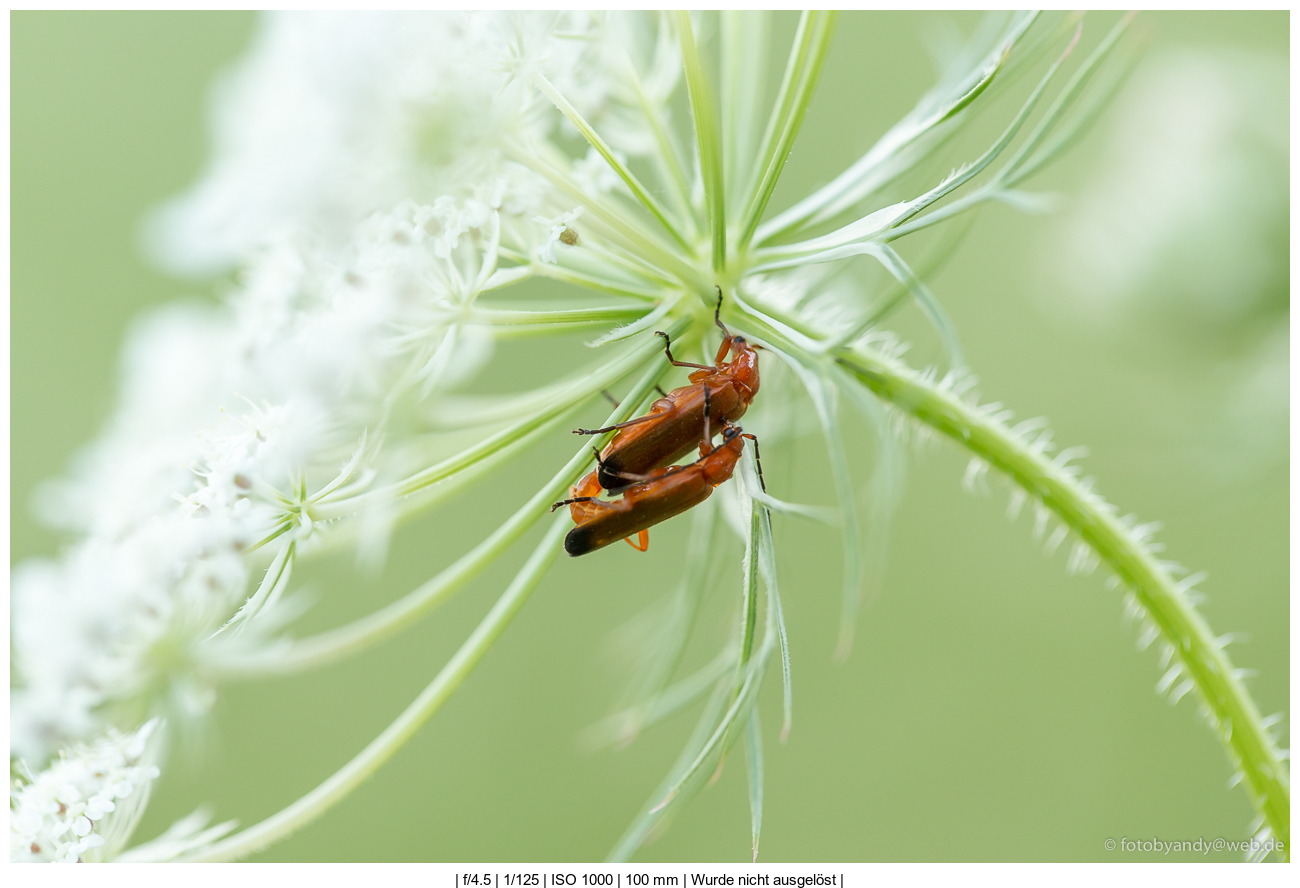 Ralph Aepler Page 5 Pirckheimer Gesellschaft