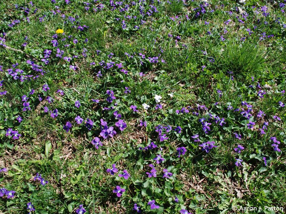 Wild Violets Purdue University Turfgrass Science At Purdue University,Unsanded Grout Mapei Grout Color Chart