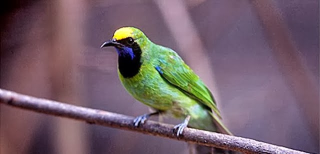 Tanya Jawab Seputar Cucak Hijau Burung Holic Tempatnya Para Pecinta Burung