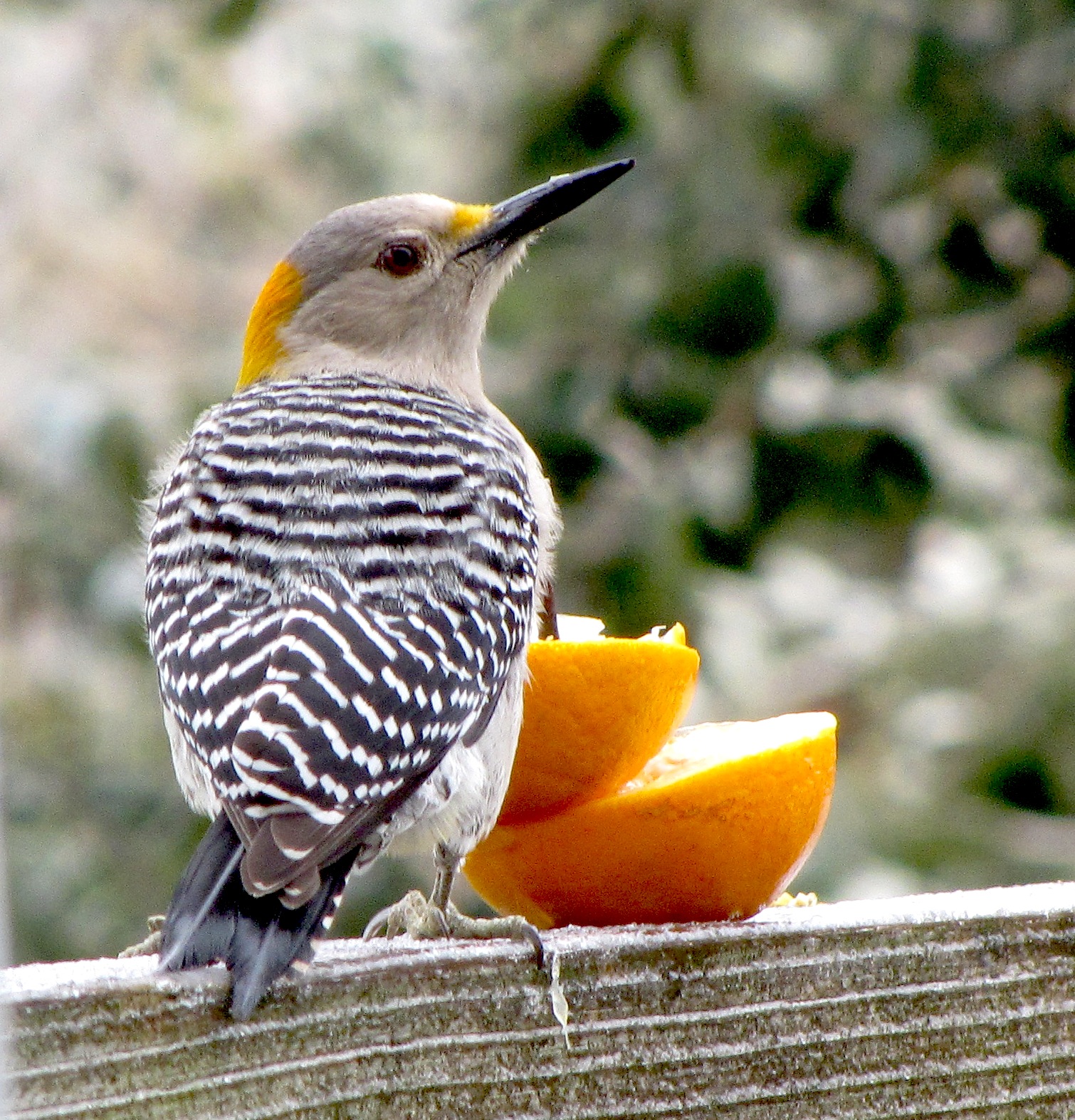 Arroyo Colorado Riverblog Backyard Birds This Week's "Camera Critters"