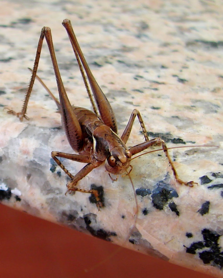 BREATHTAKING Brown Bush Cricket.
